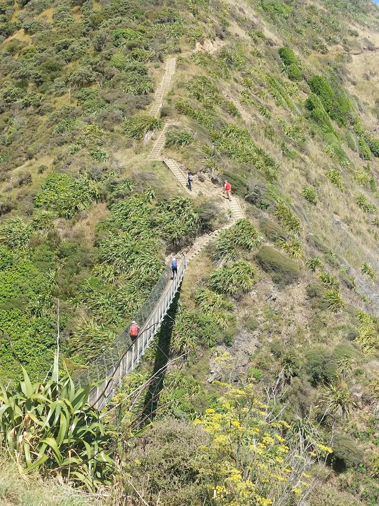 Walkers on a maintained trail cut across a steep green Wellington hillside